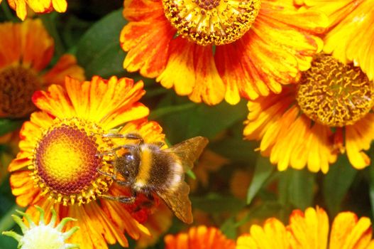 Macro - Bumblebee on a bright orange flower Helenium