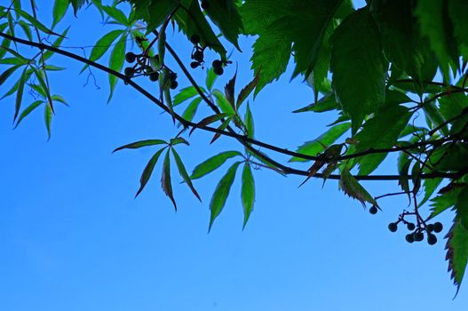  Foliage hops against the blue sky as background               