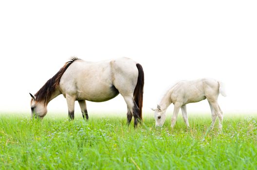 Horse mare and foal in a field of grass on white background
