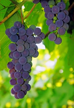 Violaceous Grapes on the vine