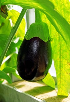 Ripe eggplant in a greenhouse