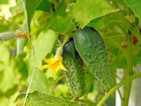 Cucumbers close-up in a greenhouse