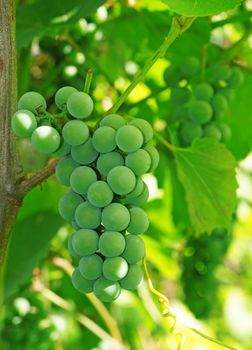 Green grapes on the vine