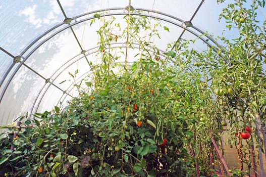 Tomatoes growing in a greenhouse