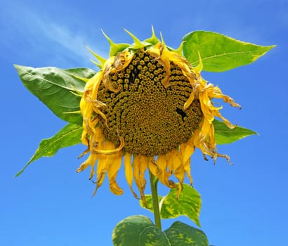 Ripe sunflower against a blue sky