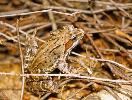 Frog closeup sitting on a twig