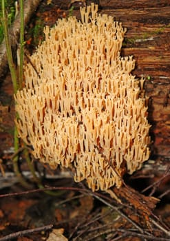 Mushroom Ramaria flava in the forest