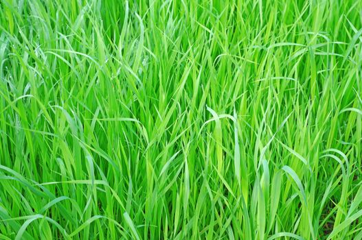 Greens oats closeup as background