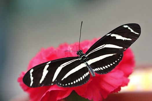 Photo shows details of colourful butterfly in the park.