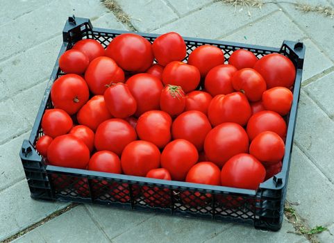 Box with ripe red tomatoes