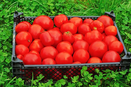 Box of ripe red tomatoes on a green grass