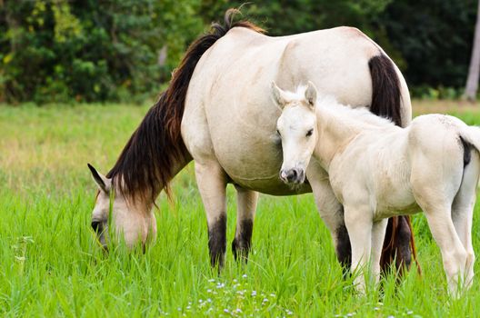 White horse mare and foal grazing in a field of grass, Thailand