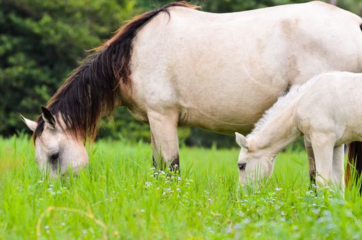 Close up white horse mare and foal grazing in a field of grass, Thailand