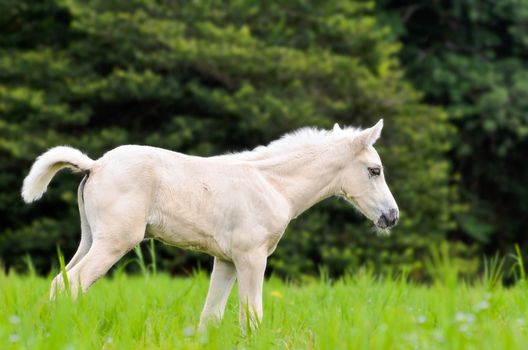 White horse foal in green grass of Thailand