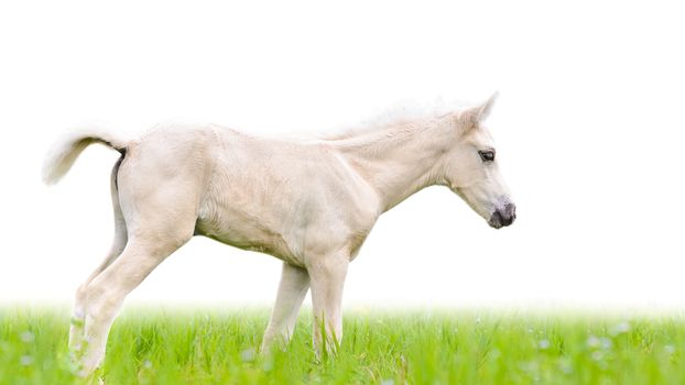 White horse foal walking in green grass on white background
