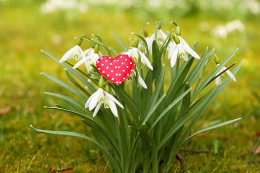 Photo shows details of snowdrop and heart with the green garden background.