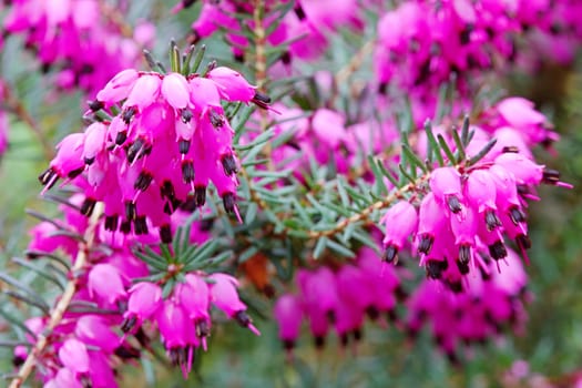 Photo shows violet flowers in the wood.