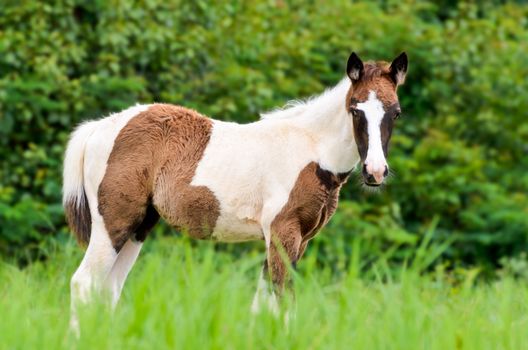 Young horses looking with suspicion in meadow of Thailand