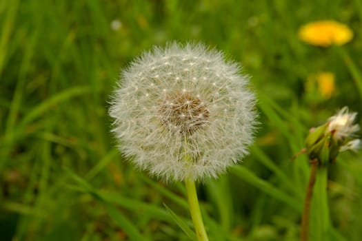 Photo shows deatils of white dandelion with green background.