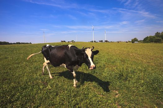 Cows grazing near wind turbines. Poland countryside