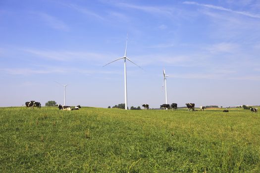 Cows grazing near wind turbines. Poland countryside