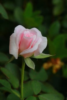 The pink rose is blooming.There is the beautiful natural.