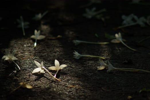 Indian cork tree flower fall on ground with light shine