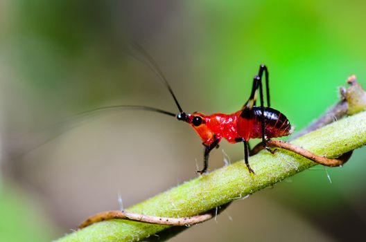 Close up Conocephalus Melas tiny red-black Cricket is a species of Tettigoniidae (bush-crickets or katydids) taken in Thailand