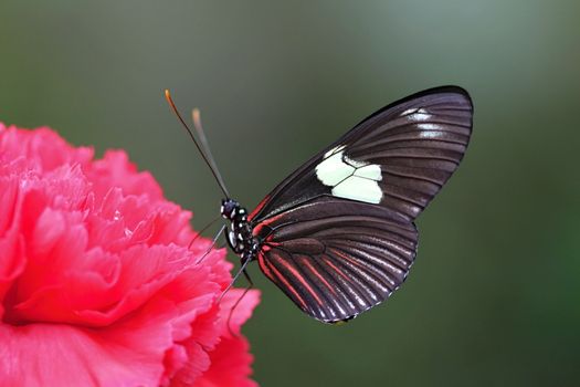 Photo shows details of colourful butterfly in the park.