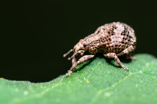 Close up Otiorhynchus Scaber or Weevil on a green leaf, taken in Thailand.