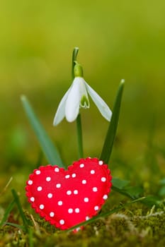 Photo shows details of snowdrop and heart with the green garden background.