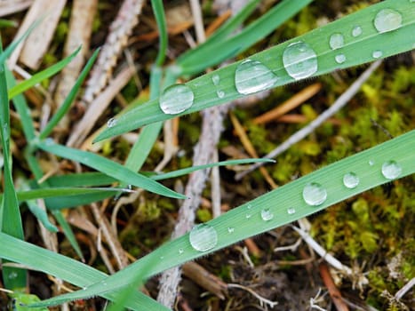 Photo shows details of water drops on the green grass.