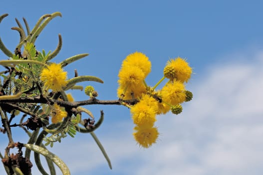 Sweet Thorn tree, Acacia karroo, common in drier parts of Southern Africa
