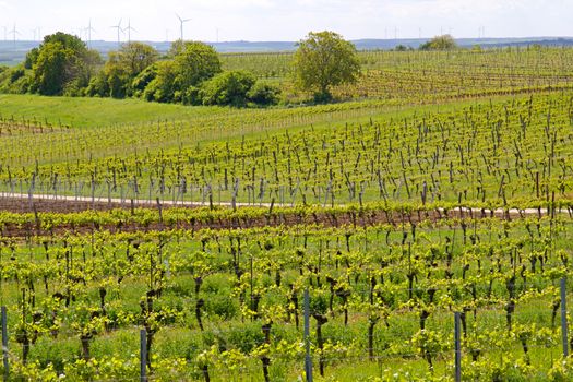 Photo shows genearl view of green vineyards.