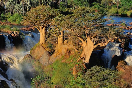 Baobab trees at sunset in the Epupa waterfalls in Namibia
