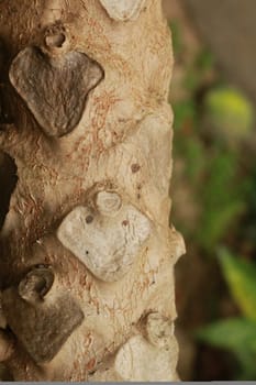The close up of texture of papaya tree trunk.