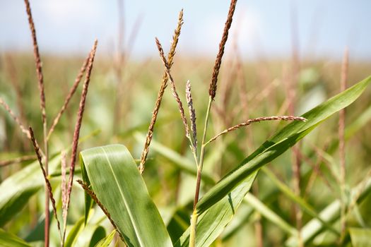 detail of A green field of corn growing up against blue sky in summer