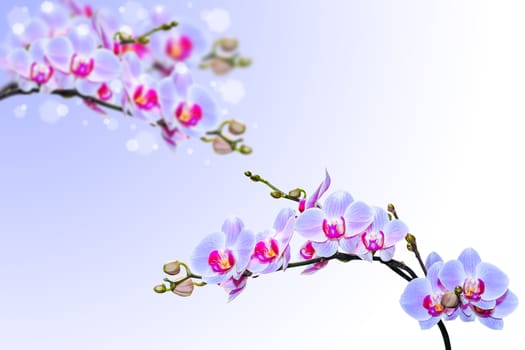 Blue pink orchid flowers on blurred gradient background with free space for your text