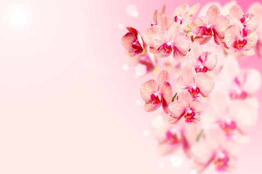 Bunch of orchids flowers on pink blurred background with free area for your text 
