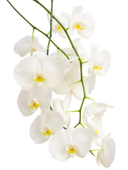 Long elegant branches of white romantic orchid flowers isolated