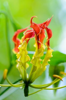 Gloriosa Superba or Climbing Lily is a climber with spectacular red and yellow flowers, but all parts of the plant are extremely poisonous, Taken in Thailand