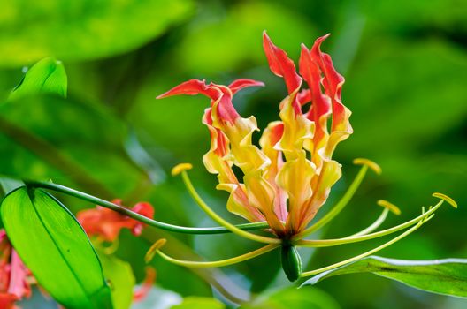 Gloriosa Superba or Climbing Lily is a climber with spectacular red and yellow flowers, but all parts of the plant are extremely poisonous, Taken in Thailand