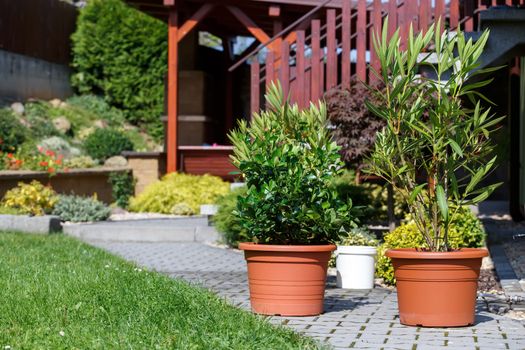 detail of green flowers, plants in pot outdoor, preparing for winter