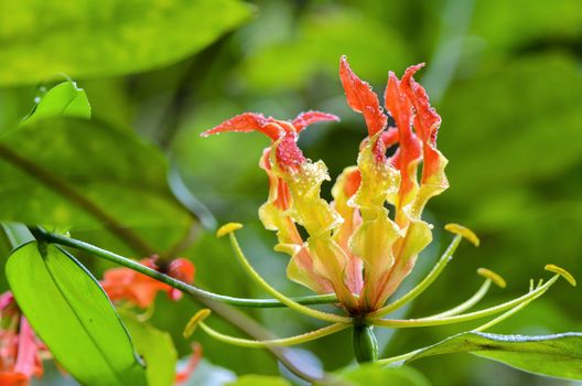 Gloriosa Superba or Climbing Lily is a climber with spectacular red and yellow flowers, but all parts of the plant are extremely poisonous, Taken in Thailand