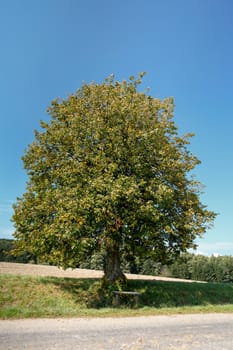 Autumn landscape with bench and tree against blue sky
