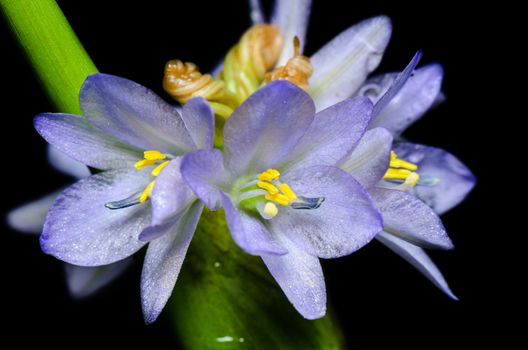 Close up purple flowers of Monochoria hastata (L.) Solms on black background, taken in Thailand