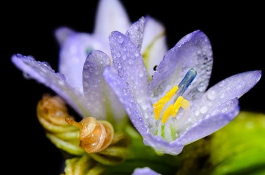 Close up purple flowers of Monochoria hastata (L.) Solms is filled with dew on black background, taken in Thailand
