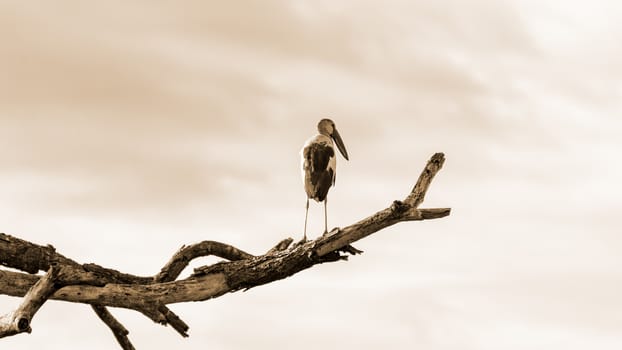 Asian Openbill (Anastomus oscitans) White bird standing alone on trees that died in the drought, sepia color