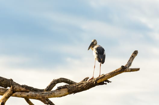 Asian Openbill (Anastomus oscitans) White bird standing alone on trees that died in the drought