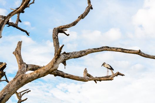 Asian Openbill (Anastomus oscitans) White bird standing alone on trees that died in the drought